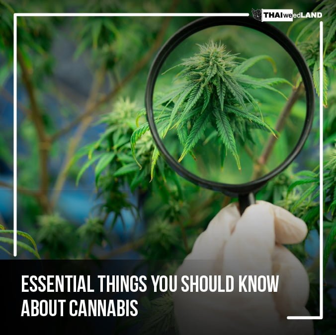 Cannabis Essential Things You Should Know