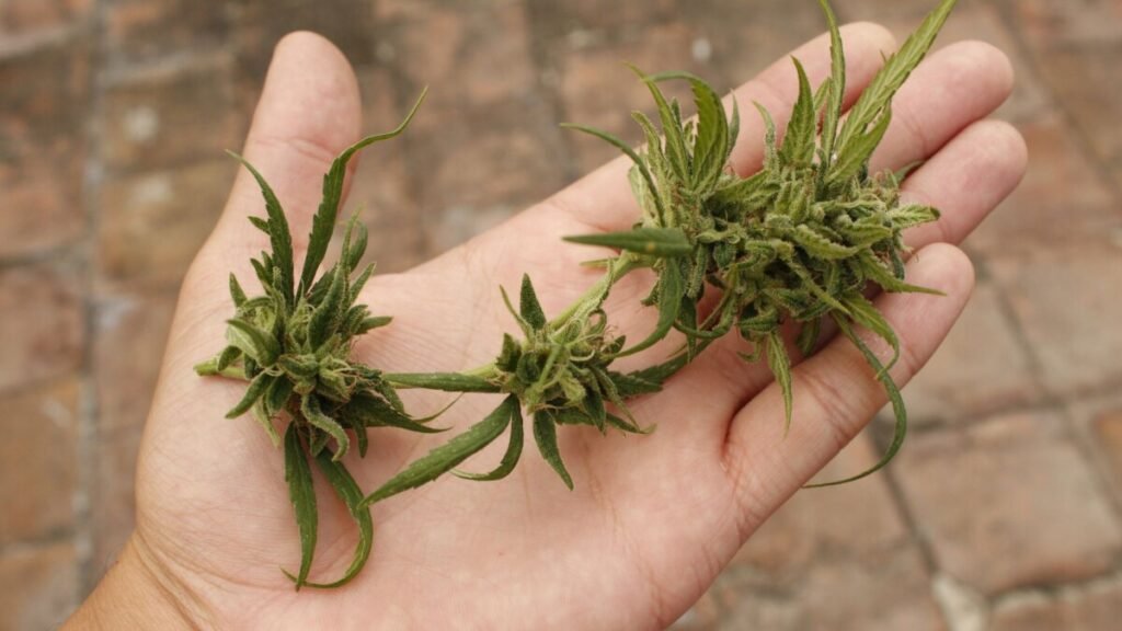 Essential Things You Should Know About Cannabis