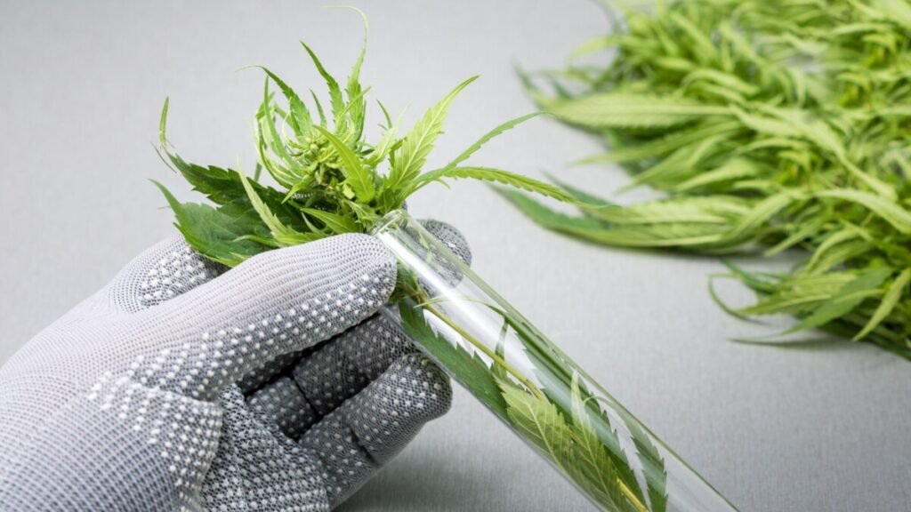 Unveiling the Remarkable Benefits of Cannabis, A Comprehensive Guide