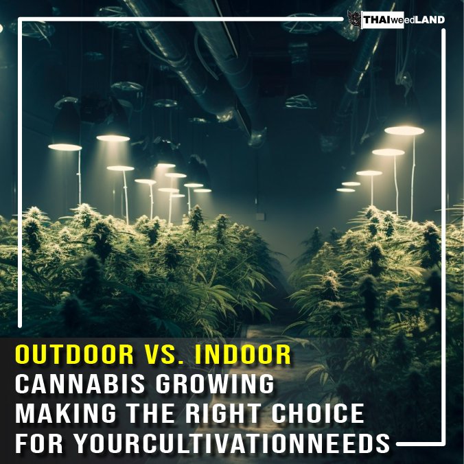 Outdoor Vs Indoor Cannabis Growing Making The Right Choice